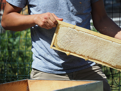 养蜂大师拔出一个带蜂蜜的框 从蚁群中的蜂巢里提取出来风险免疫工人传粉者工作帽子检查工蜂殖民地梳子背景