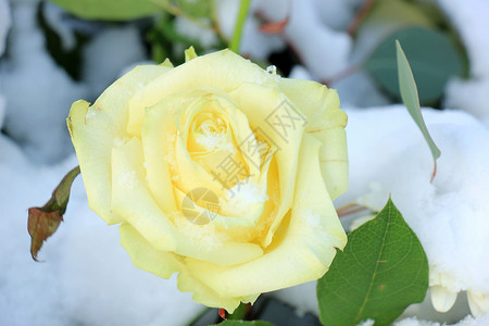 象牙白玫瑰背景图片
