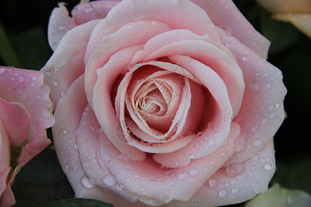 单粉红玫瑰粉色中心装饰品装饰婚礼鲜花插花捧花新娘格柏背景图片