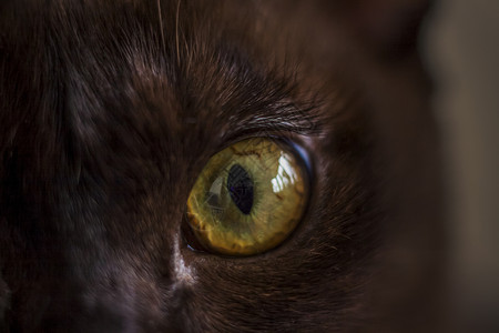 猫眼特写 猫在看 微距摄影“猫眼” 猫的美丽景色背景图片