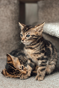 猫塔两只可爱的孟加拉小猫坐在猫屋的软猫架上幸福哺乳动物尾巴玩具老虎猫咪胡须动物猫科宠物背景