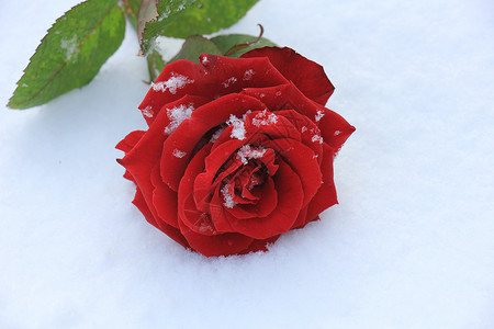 一朵红色花一朵大红玫瑰 上面覆满了雪雪花红色水晶花瓣白色植物群背景