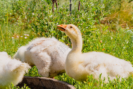 小鹅通高斯林 养鹅的家禽农场 草地上的小鹅小鸡绿色鸟类学野生动物观鸟棕色黑雁荒野水禽婴儿家庭背景