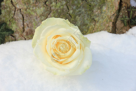 清雪中的象牙白玫瑰植物群玫瑰花瓣雪花白色水晶背景图片