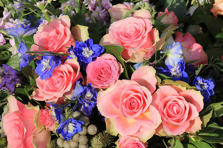 粉红玫瑰和蓝色拉克普尔背景图片