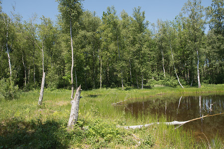 列宁格勒地区自然俄罗斯高清图片