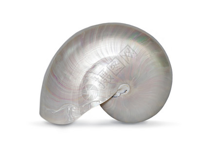 斐波那契数列白色背景的纳图卢斯庞皮利乌斯珍珠壳图像 海壳 海底动物曲线海洋顺序漩涡螺旋线几何学照片化石生长比率背景