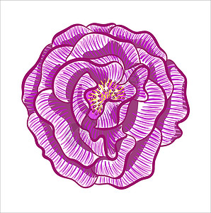 紫色玫瑰 开张的玫瑰花 典型的花朵插图 Logo标志 以素描为风格背景图片
