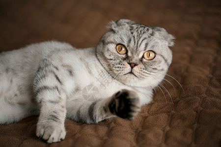 一只眼睛一只美丽的灰色大块苏格兰fold cat 或苏格兰折叠头发工作室小猫哺乳动物胡子眼睛胡须猫咪成人动物背景