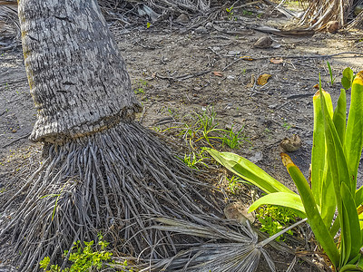 里维埃拉玛雅墨西哥图卢姆的热带棕榈树椰子蓝天海岸遗址天空废墟旅行绿叶海滩叶子假期天堂背景