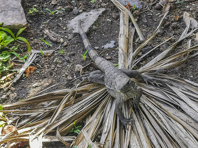 土鲁姆原地的Iguana毁灭了玛雅遗址庙宇墨西哥金字塔动物天空考古学热带建筑学爬虫爬行动物蜥蜴石头荒野图片