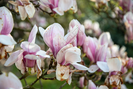 紫玉兰春天关心高清图片