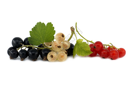 黑黑黑 红黑和白白卷纹在白色上农业叶子季节植物花园营养水果饮食团体甜点背景图片
