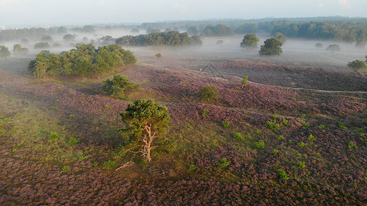 沃瑟姆国家公园 Veluwe 盛开的紫色粉红色石南花 Veluwe 上盛开的加热器农村公园场地草地远足爬坡旅行薄雾草本植物天空背景