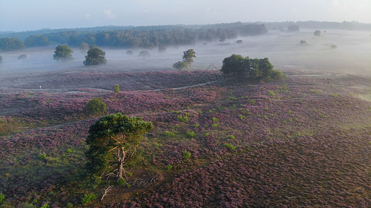 希尔弗瑟姆国家公园 Veluwe 盛开的紫色粉红色石南花 Veluwe 上盛开的加热器场地草本植物爬坡天空薄雾草地植物公园旅行荒地背景