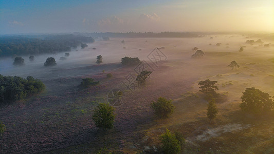 沃瑟姆国家公园 Veluwe 盛开的紫色粉红色石南花 Veluwe 上盛开的加热器草地公园植物薄雾农村爬坡旅行草本植物远足场地背景