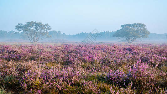 希尔弗瑟姆国家公园 Veluwe 盛开的紫色粉红色石南花 Veluwe 上盛开的加热器场地远足公园天空荒地草本植物爬坡农村丘陵植物背景