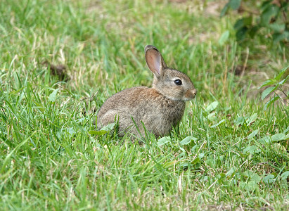 兔子 野野兔也长得很可爱高清图片