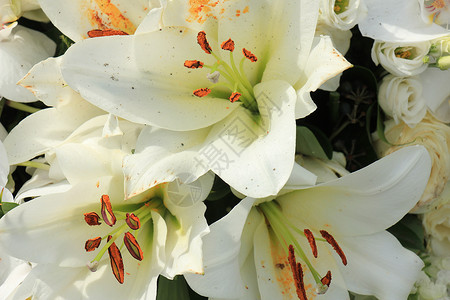 大白百合花 花朵般的婚礼装饰背景图片