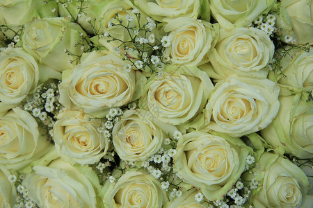 白玫瑰和吉普西拉花束用于婚礼新娘花瓣玫瑰插花白色捧花鲜花装饰背景图片