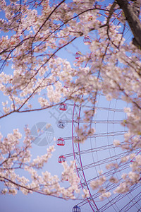 关东地区盛开的城市和横滨米那托米拉伊市街景粉色建筑摩天大楼地标晴天植物天空摩天轮蓝天背景
