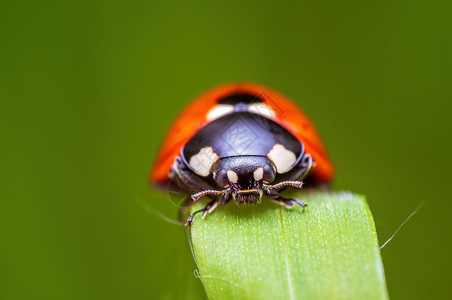 红色怪物一只红色的母虫坐在草原上的草叶上怪物天线宏观昆虫动物群生物学动物花粉生物环境背景