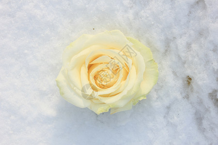 清雪中的象牙白玫瑰雪花植物群玫瑰白色水晶花瓣背景图片