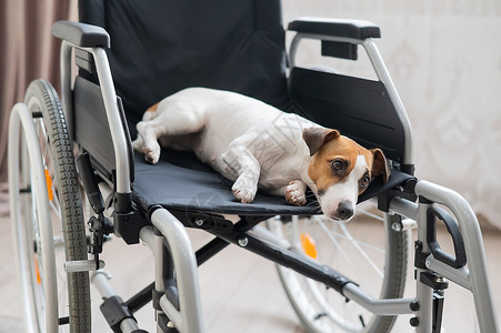 轮椅护卫犬受伤伤心高清图片