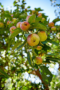 抽像场景苹果的采摘从未像现在这样吸引人   一种非常健康和诱人的治疗方法 但是 它却让医生远离了自己花园果园母亲生活植物生长食物苹果树季背景