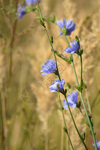 特写背景上植物模糊的普通圆形花类插花背景图片