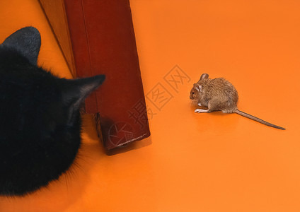 黑猫猎捉老鼠 看老鼠 关上眼睛灭绝控制荒野哺乳动物毛皮爪子动物宠物橙子背景图片