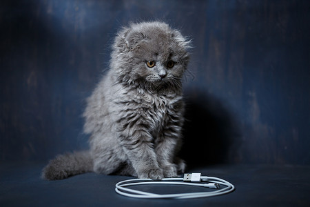 小英国折叠小猫玩有线电视 充电电话毛皮羊毛头发动物猫科动物房子猫咪游戏爪子宠物背景