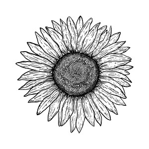 古时向日葵风格涂鸦标识插图黑色植物农业花瓣艺术白色草图背景图片