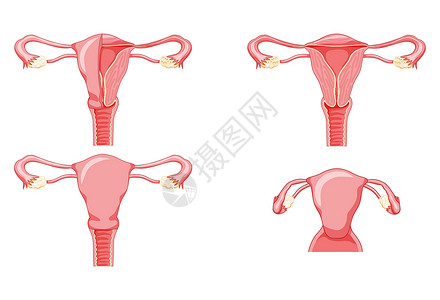 女性骨盆一组不同样式和横截面的女性生殖系统子宫 切割中的前视图 人体解剖学插画
