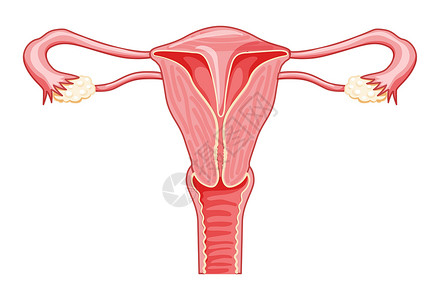 停经闭经女性生殖系统 前视截肢 人体内器官解剖计划; 对身体器官进行切片切除插画