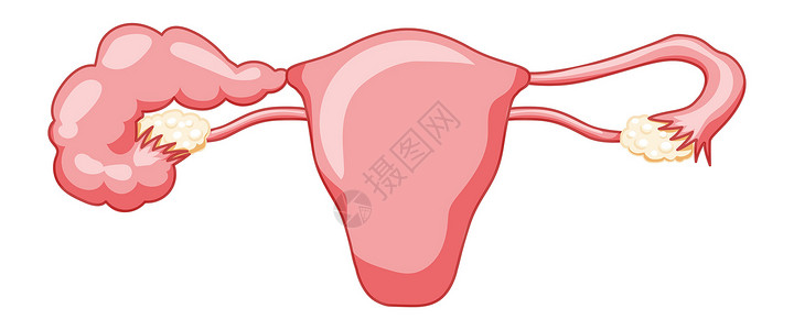 输卵管堵塞草图生物学高清图片