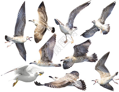 白上隔离的鸟类高清图片