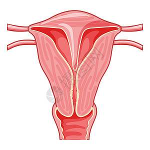 双飞六日游女性生殖系统 前线观点 人体解剖器官内部器官定位计划(PLF/SWE)插画