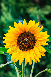 苞片和一只收集花蜜的大黄蜂 近距离接近一个独特的向日葵背景