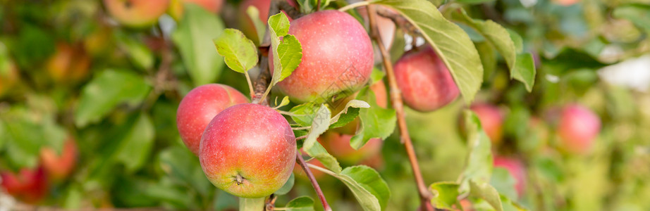 秋天的一天 乡村园林 在框架中一棵树上成熟的红苹果 永续农业森林花园中的晚会 郁郁葱葱的绿树上的小水果 准备收获的水果 苹果园苹背景图片