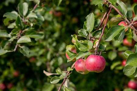 秋天的一天 乡村园林 在框架中一棵树上成熟的红苹果 永续农业森林花园中的晚会 郁郁葱葱的绿树上的小水果 准备收获的水果 苹果园季背景图片