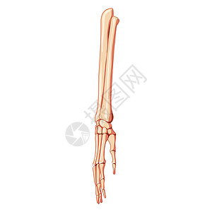 手腕骨骼前臂骨骼 尺骨 桡骨 手 人体正面 前腹面观 3D 解剖学上正确逼真的平面自然色插画