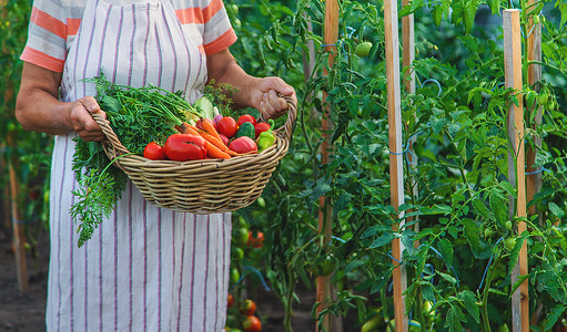 在花园收获蔬菜的年长妇女 有选择地专注点花园老年活动农业食物收成稻草闲暇园艺退休背景图片