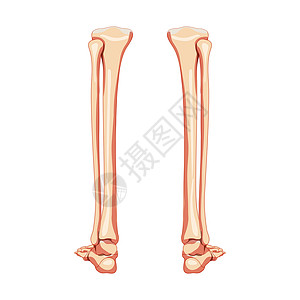 腿胫骨 腓骨 脚 脚踝骨骼人体背部后背视图 一套解剖学上正确的现实公寓插画
