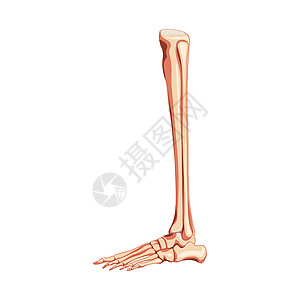 腿胫骨 腓骨 脚 脚踝骨骼人体侧视图 一组跖骨 指骨 3D 解剖学上正确逼真插画