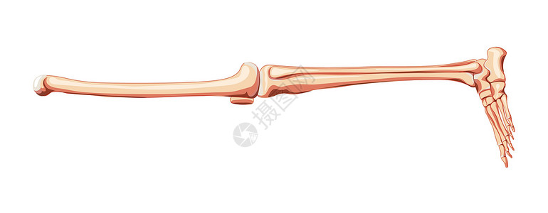 丰胸提臀人类侧面的一副解剖法正切的股骨 帕特拉 提比亚 脚部均符合现实需要插画