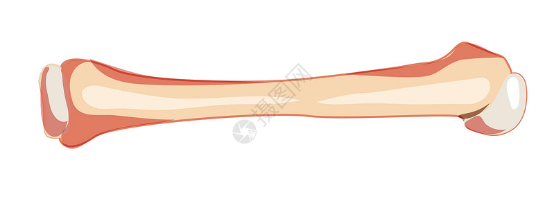 肱骨Humerus 手臂骨质板顿人类前部外侧通风视图 一组3D 正确解剖 实际平坦的自然颜色插画