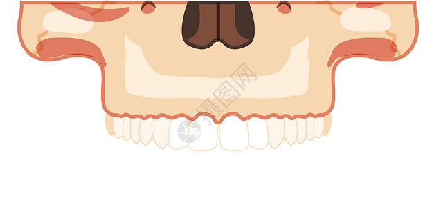 3d头骨素材头骨骨骼与上牙排的人头部分前视图 人脸模型 笨蛋逼真的平面 3D 集插画