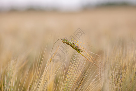 麦垃风兔年黑麦或田野小麦的耳朵 红麦草地在风中移动种子收成农场季节农业玉米阳光环境场地粮食背景