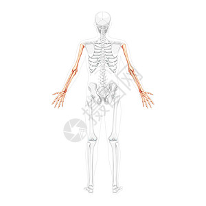 暗角透明素材人类背面的横角 有部分透明的骨头姿势 手前臂 实事求是的平坦设计图片